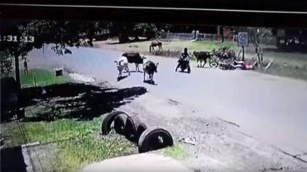 [VIDEO] La patada voladora de una vaca ‘karateka’