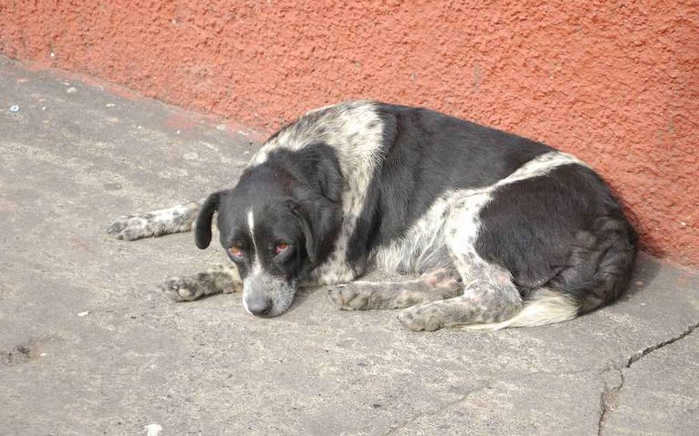 Polémica: Una diputada propuso matar perros callejeros