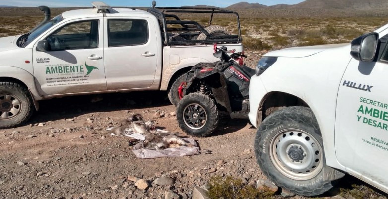 Depredaban la fauna a lo gaucho ¡Con boleadoras!