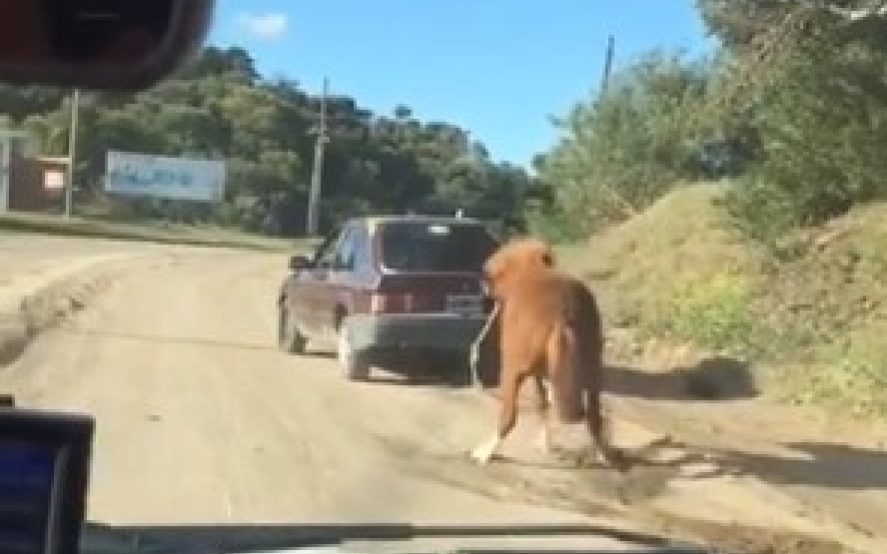 Arrastró a su caballo con el auto y lo detuvieron