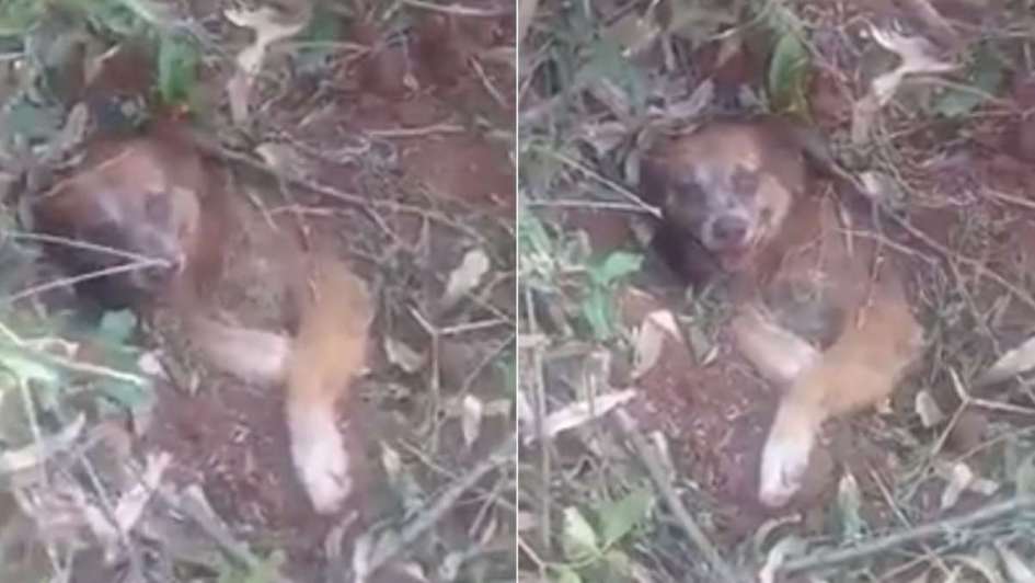 Enterraron vivo a un perro, los descubrieron y se negaron