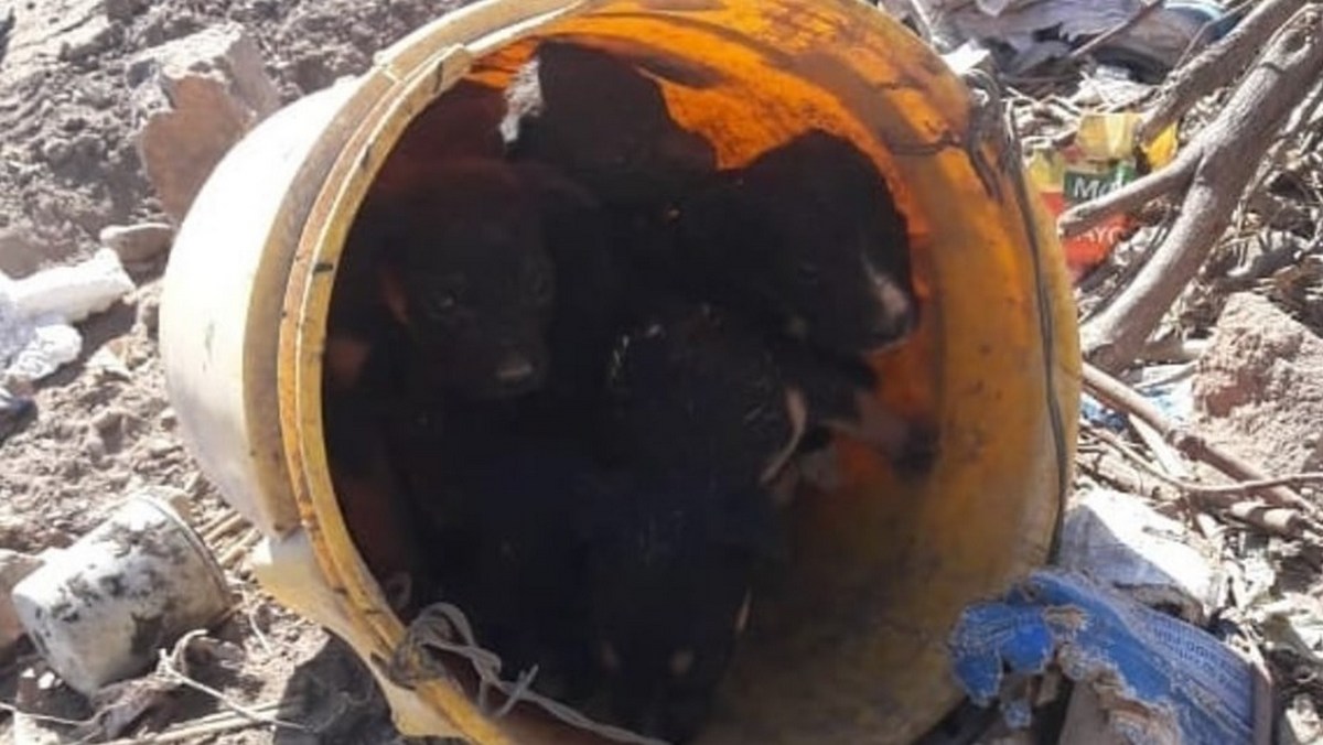 Encuentran cachorros abandonados en un balde para que mueran