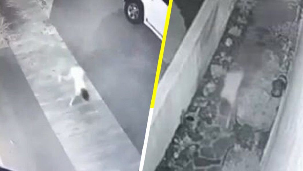 Apareció la “niña perro”, luego de 11 años de ausencia