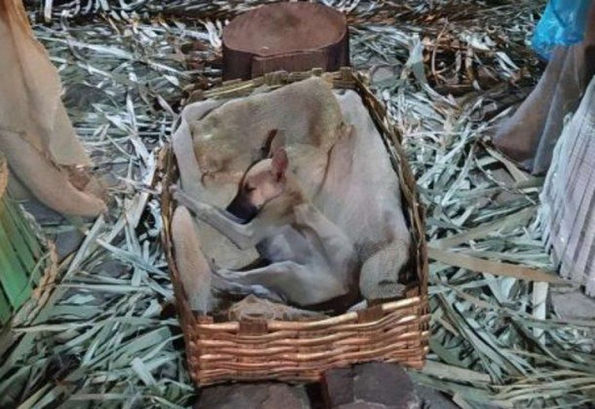 Encontraron una perrita durmiendo en un pesebre, fue viral y hasta encontró familia