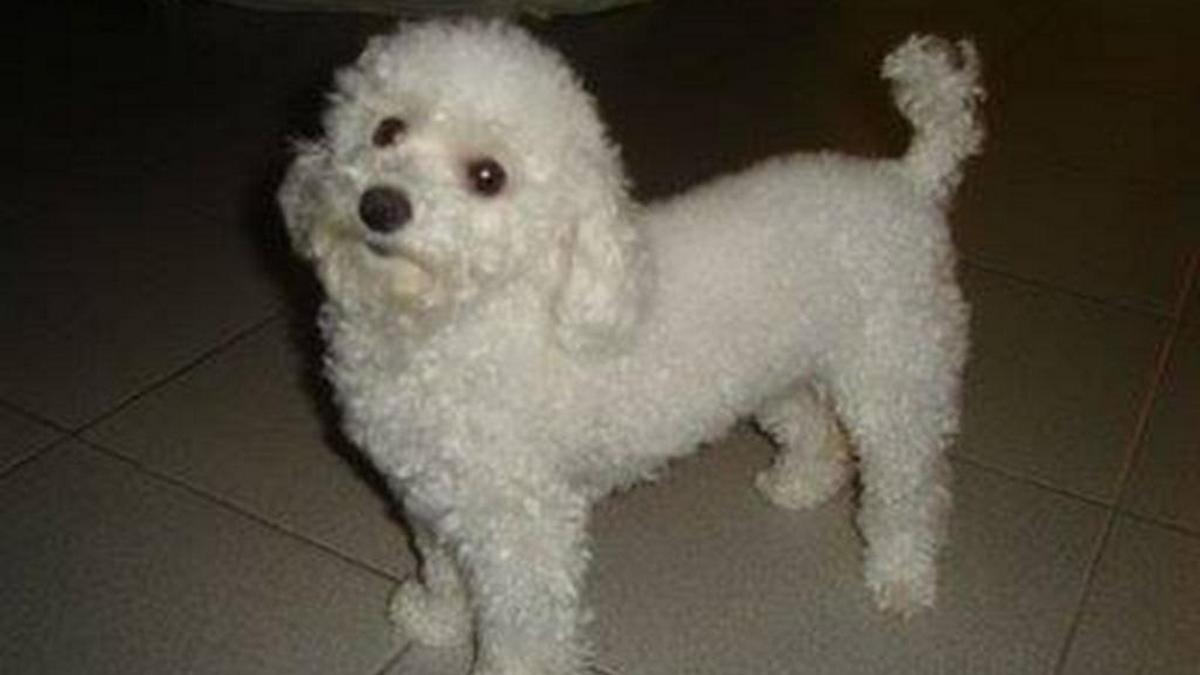 Un caniche toy detuvo a dos ladrones que intentaron robar una casa