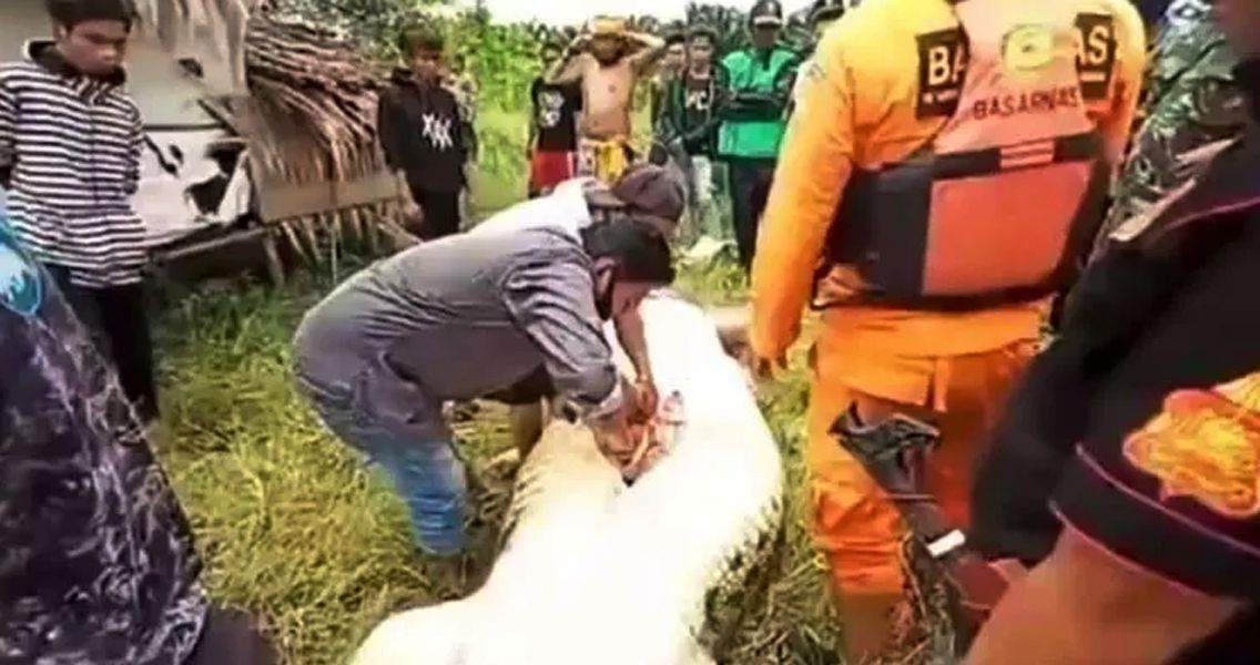 Cocodrilo se comió a un niño y abrieron su estómago: hallaron el cuerpo intacto