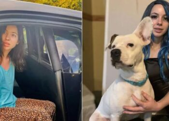 Videos: abusó de su perro y subió perturbadores filmaciones a las redes