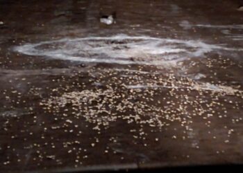 25 de Mayo: Conmoción por un ritual satánico en plena calle