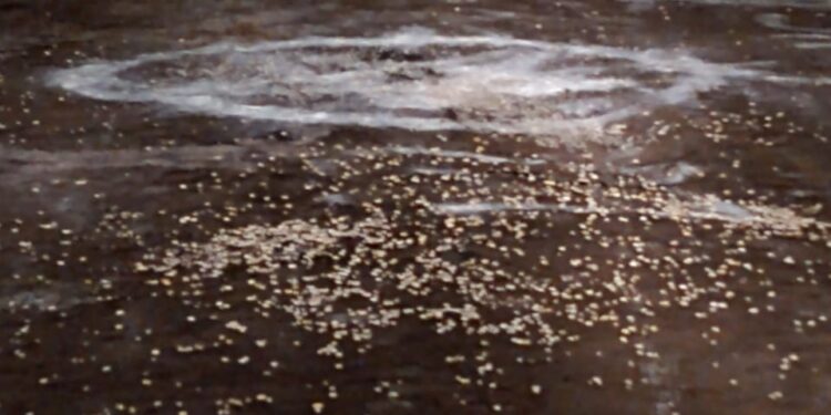 25 de Mayo: Conmoción por un ritual satánico en plena calle