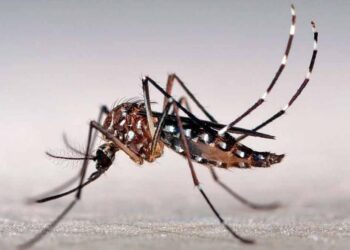 Advierten sobre un nuevo síntoma de dengue en Argentina