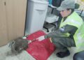 Rescataron a una cría de ñandú andino que se encontraba herido