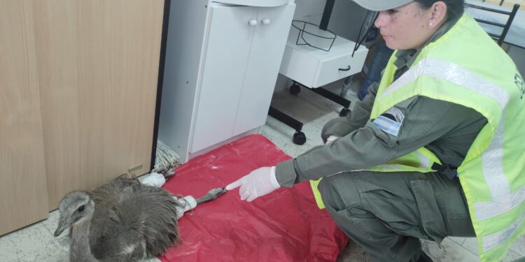 Rescataron a una cría de ñandú andino que se encontraba herido