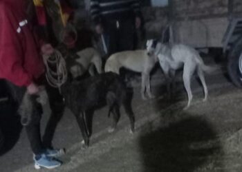 Llevaban a 6 perros de raza para cazar y fueron detenidos