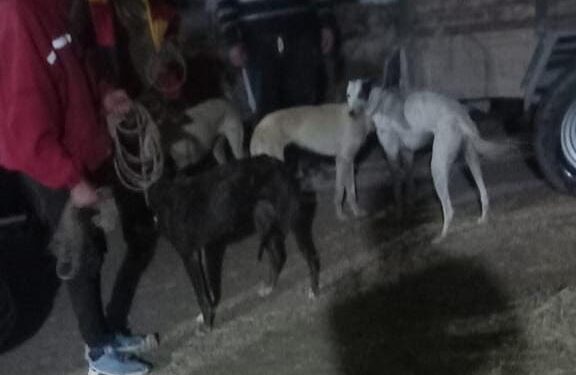 Llevaban a 6 perros de raza para cazar y fueron detenidos