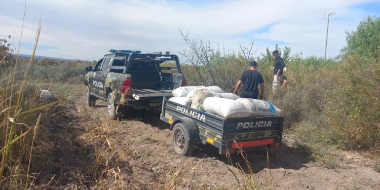 Recuperan dos toneladas de pasas robadas en Caucete