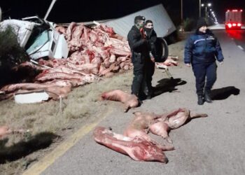 Saquearon un camión con 23 mil kilos de carne que volcó en la ruta