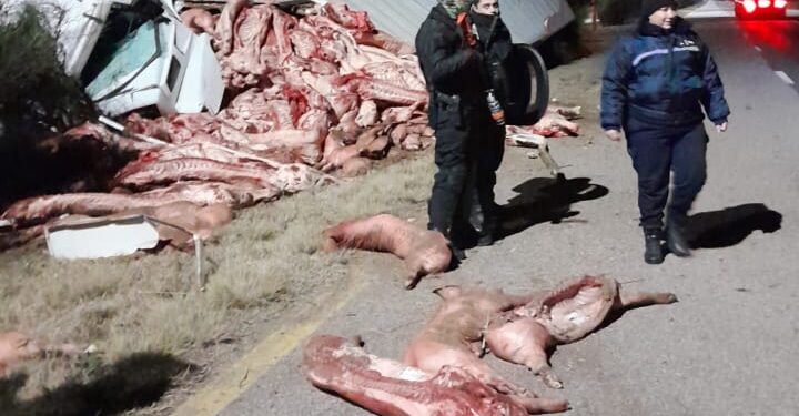 Saquearon un camión con 23 mil kilos de carne que volcó en la ruta