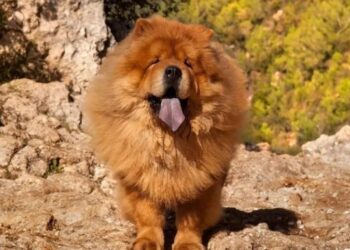 Ataque de perros: una mujer recibió 40 puntos de sutura en una de sus piernas