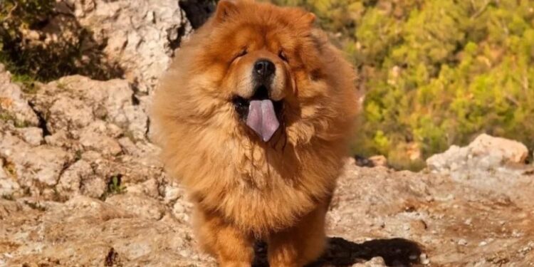 Ataque de perros: una mujer recibió 40 puntos de sutura en una de sus piernas