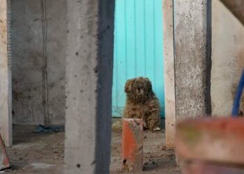 Conmoción: murió de un infarto y sus perros le comieron parte del cuerpo