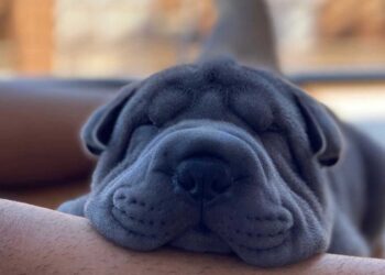 Allanan un conocido barrio y encuentran hasta un perro entre lo secuestrado