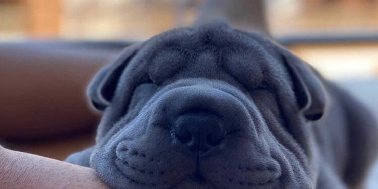 Allanan un conocido barrio y encuentran hasta un perro entre lo secuestrado