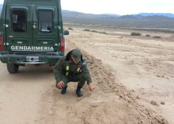 Una patrulla ambiental de Gendarmería rescató en Iglesia una “conana” protegida por la ley