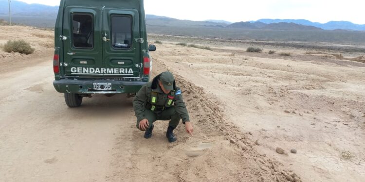 Una patrulla ambiental de Gendarmería rescató en Iglesia una “conana” protegida por la ley