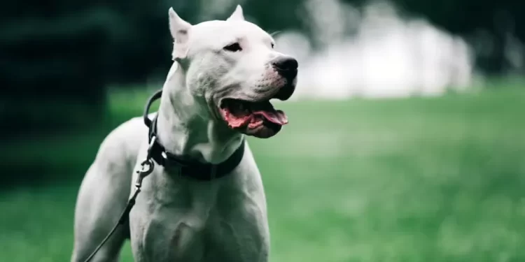 Una mujer y su bebé fueron salvajemente atacadas por un perro de raza dogo