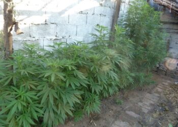 Caucete: denunció a su hermano mayor por cultivar plantas de marihuana en su casa