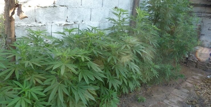 Caucete: denunció a su hermano mayor por cultivar plantas de marihuana en su casa