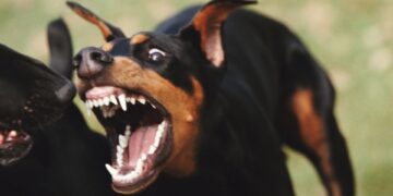 Una sanjuanina fue atacada por tres perros en Albardón