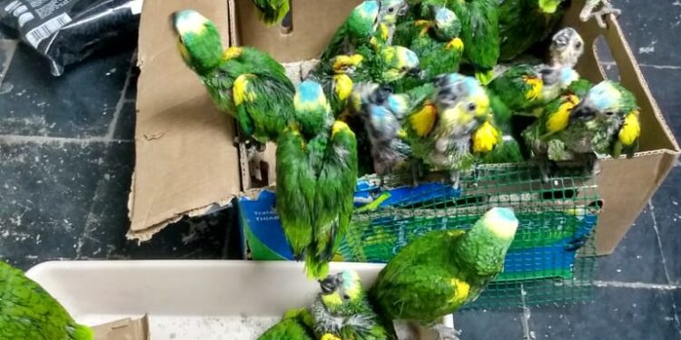 Rescataron loros que iban a ser vendidos ilegalmente por un monto de 5 millones de pesos