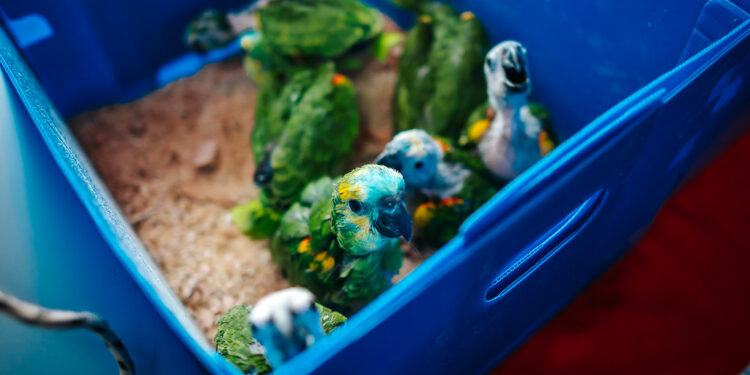 Los loros rescatados en San Juan emprendieron su viaje a Chaco y serán reintegrados a su hábitat original