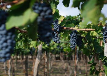 Productores fijaron el precio de uvas y mosto para San Juan