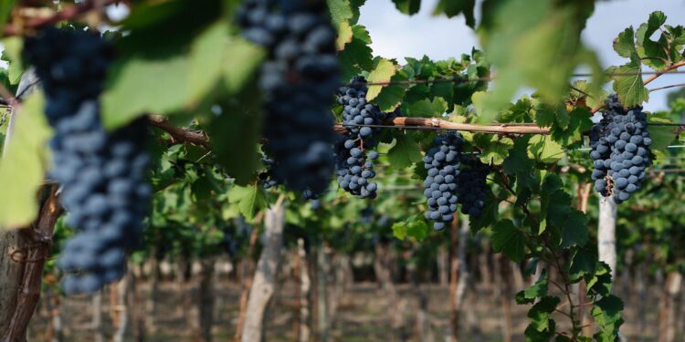 Productores fijaron el precio de uvas y mosto para San Juan