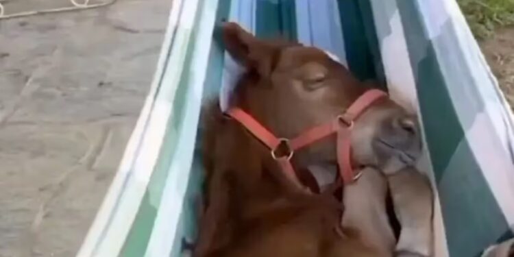 Un burro se relajó en una hamaca y conquistó las redes sociales