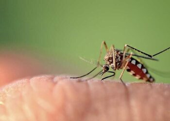 Confirmaron oficialmente casos de dengue autóctonos en San Juan
