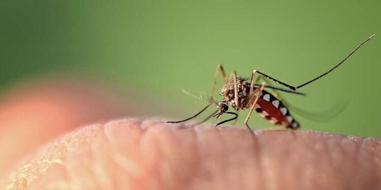 Confirmaron oficialmente casos de dengue autóctonos en San Juan