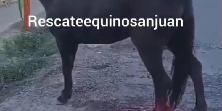 Un caballo tuvo que ser sacrificado y denunciaron a los dueños