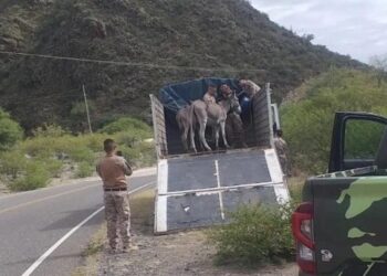 Secuestraron caballos sueltos en una ruta sanjuanina