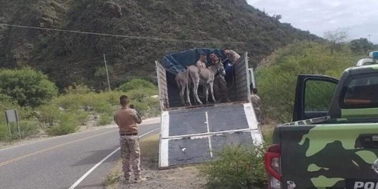 Secuestraron caballos sueltos en una ruta sanjuanina