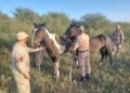 Encuentran animales sueltos en la Ruta 20: Caballos fueron puestos a resguardo