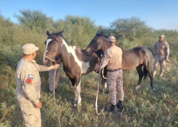Encuentran animales sueltos en la Ruta 20: Caballos fueron puestos a resguardo