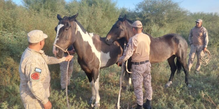Encuentran animales sueltos en la Ruta 20: Caballos fueron puestos a resguardo