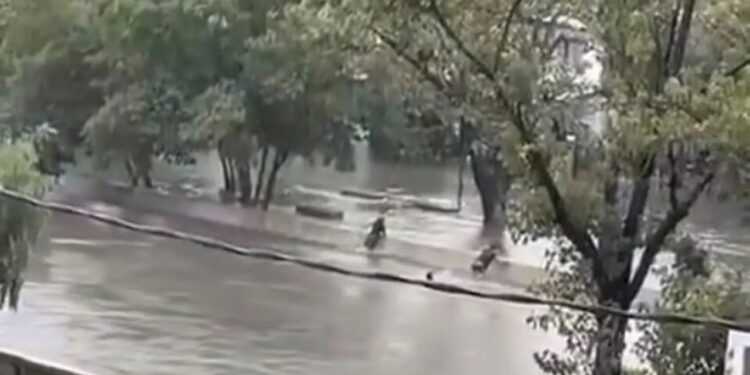 Encontraron sin vida al menor de edad que se lanzó un zanjón y no sabía nadar