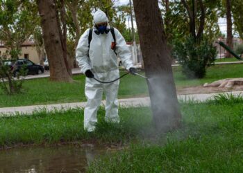 En San Juan, aumentan los casos autóctonos de dengue