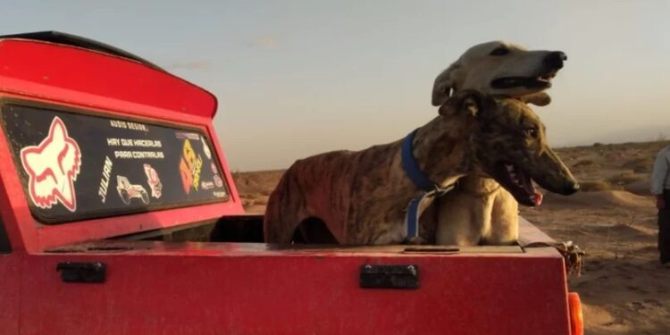 Detuvieron a un grupo de personas por usar a cinco perros galgos para cazar en San Juan