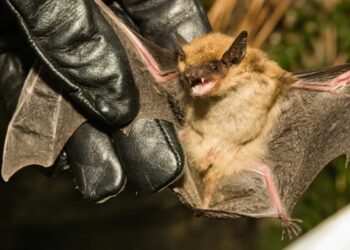 San Juan: Detectaron el primer caso de rabia animal