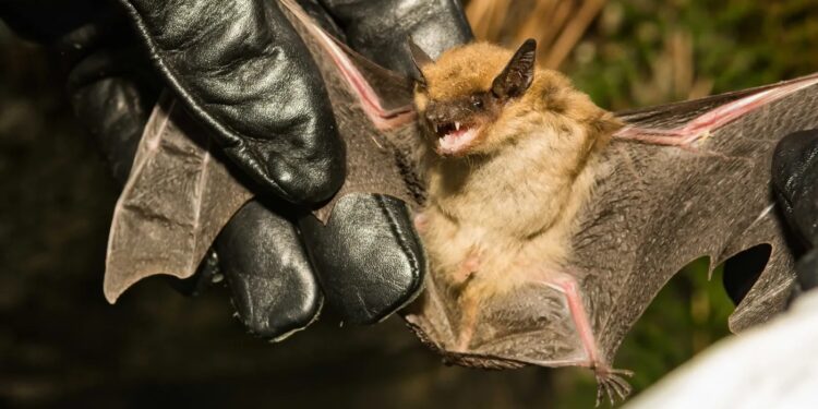 San Juan: Detectaron el primer caso de rabia animal